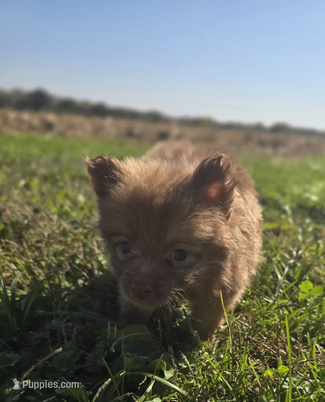 Female Pomeranian  – Pomeranian puppy for sale in Avon, IL