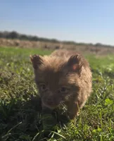 Female Pomeranian , a female Pomeranian for sale in Avon, IL – 1 of 4
