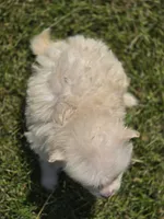 Cream Pomeranian Male , a male Pomeranian for sale in Avon, IL – 2 of 4