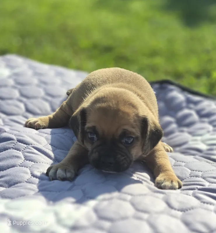 Female Puggle  – Puggle puppy for sale in Avon, IL