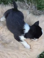 Siberian Husky Female 1, a female Siberian Husky for sale in Avon, IL – 4 of 4