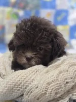 Female Chocolate Shihpoo , a female Shihpoo for sale in Avon, IL – 2 of 5