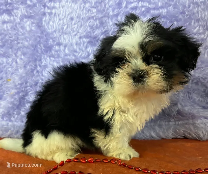 Shih Tzu M3