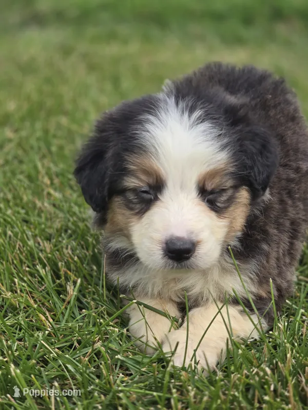 Mini Aussie  Female 4 – Miniature Australian Shepherd puppy for sale in Avon, IL