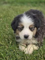 Mini Aussie  Female 4, a female Miniature Australian Shepherd for sale in Avon, IL – 1 of 5