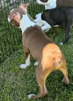 Red male Boston Terrier , a male Boston Terrier for sale in Avon, IL – 5 of 6