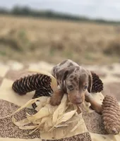 Male Dapple Miniature Dachshund , a male Miniature Dachshund for sale in Avon, IL – 2 of 6