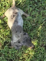  Silver Dapple Piebald Female , a female Miniature Dachshund for sale in Avon, IL – 3 of 8