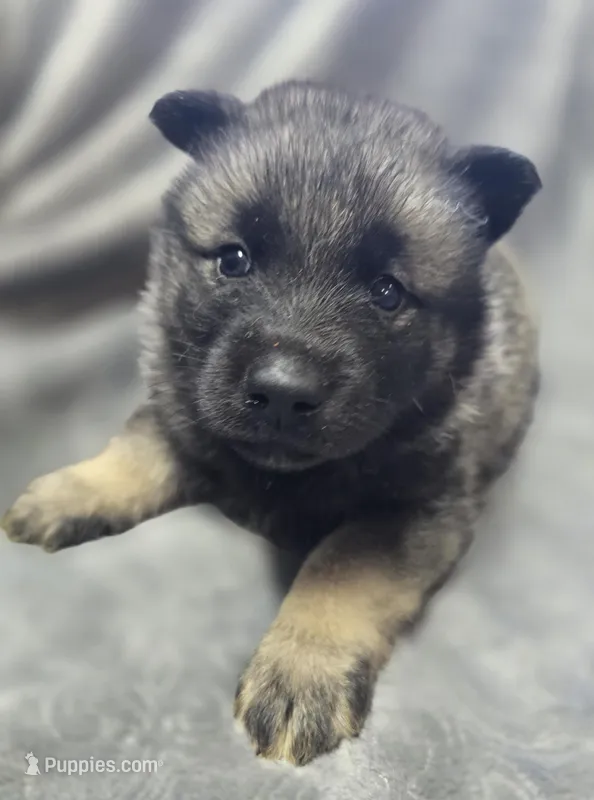 Elkhound Female 