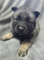 Elkhound Female , a female Norwegian Elkhound for sale in Avon, IL – Photo 1 of 3