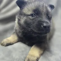 Elkhound Male , a male Norwegian Elkhound for sale in Avon, IL – Photo 3 of 3