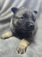 Elkhound Female , a female Norwegian Elkhound for sale in Avon, IL – Photo 3 of 3