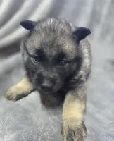 Elkhound Female , a female Norwegian Elkhound for sale in Avon, IL – Photo 2 of 3