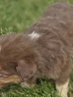 Mini Aussie  Male 3, a male Miniature Australian Shepherd for sale in Avon, IL – 2 of 5