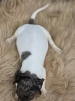 Dapple Piebald Male , a male Miniature Dachshund for sale in Avon, IL – 4 of 4
