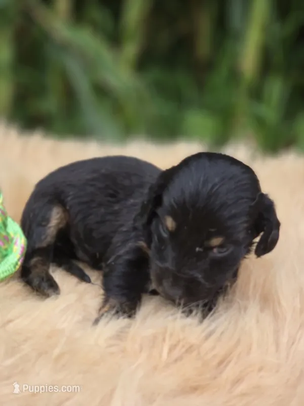 Black and Tan Male  – Miniature Dachshund puppy for sale in Avon, IL