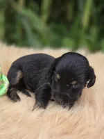 Black and Tan Male , a male Miniature Dachshund for sale in Avon, IL – 1 of 6