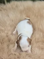 Piebald female 2, a female Miniature Dachshund for sale in Avon, IL – 2 of 3