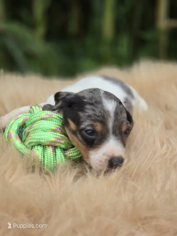 Dapple Piebald Male  – Miniature Dachshund puppy for sale in Avon, IL