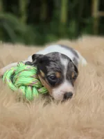 Dapple Piebald Male , a male Miniature Dachshund for sale in Avon, IL – 1 of 4