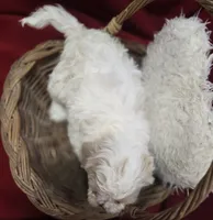 processed/4f071753-0ad4-41db-b7bd-c5be2bcd625f/listing/48e5e042-35e6-4b39-8286-0702838c5a02/b7444d5d-6113-4593-a813-bad9b12fd8d8