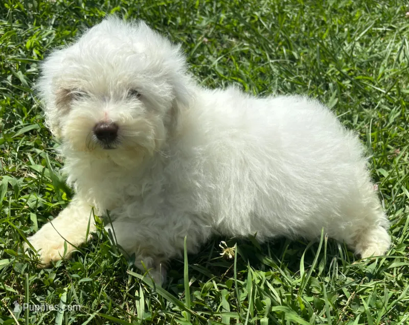 Male Schnoodle 2 – Schnoodle puppy for sale in Avon, IL