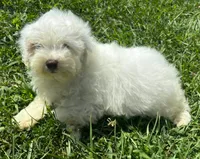 Male Schnoodle 2, a male Schnoodle for sale in Avon, IL – 1 of 4