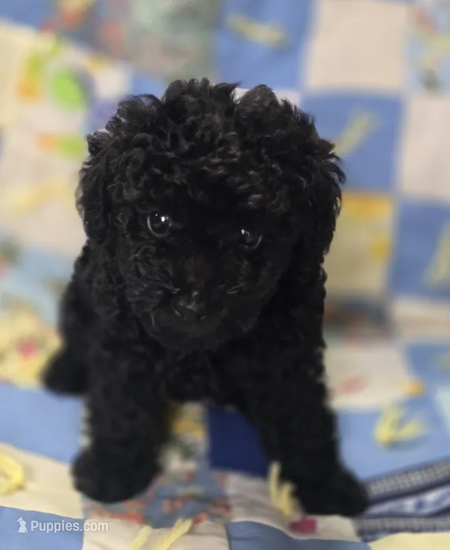 Black Female Toy Poodle  – Poodle - Toy  puppy for sale in Avon, IL