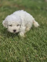 Bichon Frise Male 4, a male Bichon Frise for sale in Avon, IL – 2 of 4