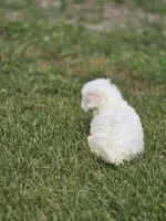Bichon Frise Male 3, a male Bichon Frise for sale in Avon, IL – 4 of 4