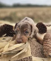 Male Dapple Miniature Dachshund , a male Miniature Dachshund for sale in Avon, IL – 4 of 6