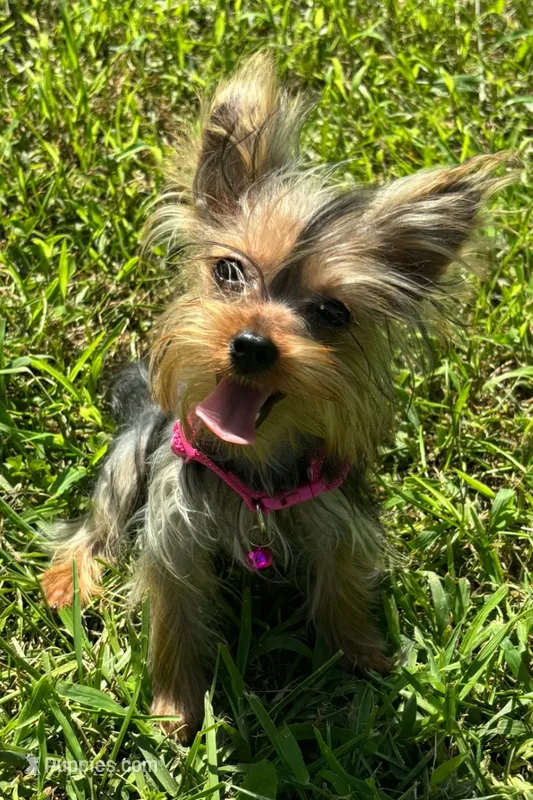 Female Yorkie  – Yorkshire Terrier puppy for sale in Avon, IL