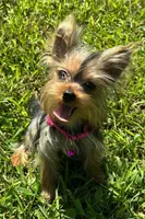 Female Yorkie , a female Yorkshire Terrier for sale in Avon, IL – 1 of 3