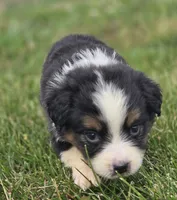 Mini Aussie  Female 1, a female Miniature Australian Shepherd for sale in Avon, IL – 5 of 5