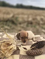 Male 2 Miniature Dachshund , a male Miniature Dachshund for sale in Avon, IL – 4 of 5