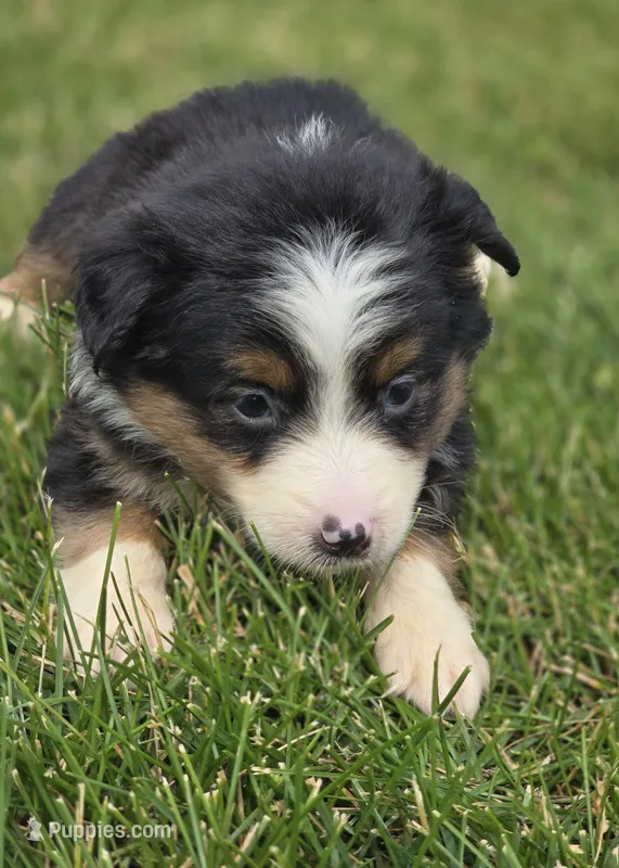 Mini Aussie  Female 3 – Miniature Australian Shepherd puppy for sale in Avon, IL
