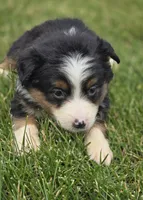 Mini Aussie  Female 3, a female Miniature Australian Shepherd for sale in Avon, IL – 1 of 5