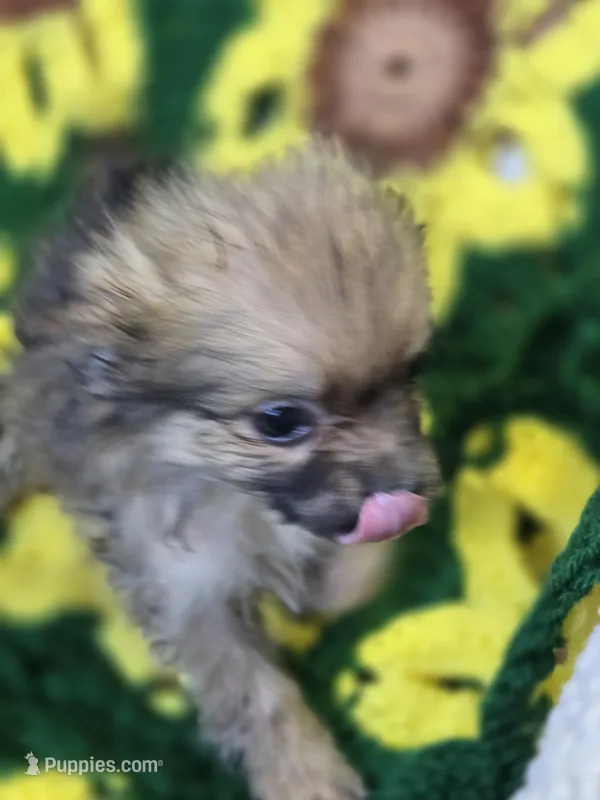 Pomeranian Male 2 – Pomeranian puppy for sale in Avon, IL