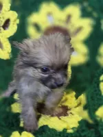 Pomeranian Male 2, a male Pomeranian for sale in Avon, IL – Photo 3 of 5