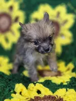 Pomeranian Male 2, a male Pomeranian for sale in Avon, IL – Photo 5 of 5