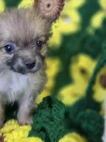 Pomeranian Male 2, a male Pomeranian for sale in Avon, IL – Photo 4 of 5