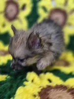 Pomeranian Male 2, a male Pomeranian for sale in Avon, IL – Photo 2 of 5