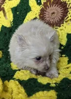 Cream Pomeranian Female , a female Pomeranian for sale in Avon, IL – Photo 3 of 4