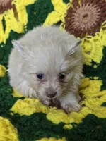 Cream Pomeranian Female , a female Pomeranian for sale in Avon, IL – Photo 2 of 4
