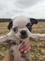 Female Pug, a female Pug for sale in Avon, IL – 2 of 5