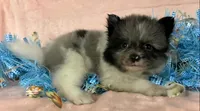Beautiful Male Merle Pomeranian , a male Pomeranian for sale in Avon, IL – Photo 1 of 2