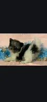 Beautiful Male Merle Pomeranian , a male Pomeranian for sale in Avon, IL – Photo 2 of 2