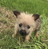 Female Cairn Terrier , a female Cairn Terrier for sale in Avon, IL – 3 of 5