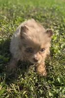 Merle Pomeranian Female , a female Pomeranian for sale in Avon, IL – 2 of 4