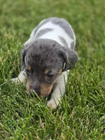 Dapple Piebald Male, a male Miniature Dachshund for sale in Avon, IL – 5 of 5